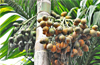 Crop insurance scheme to include ’Arecanut and pepper’